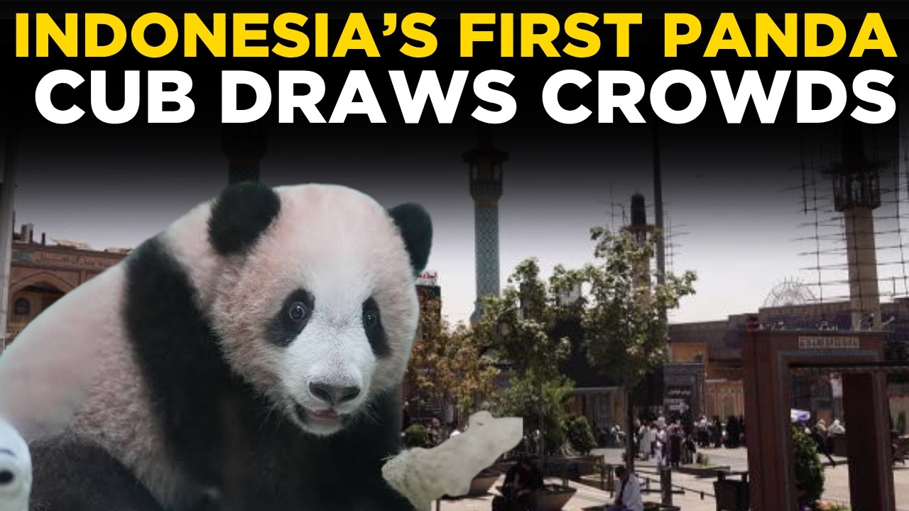 INDONESIA PANDA CUB LIVE | Meet 'Rio' Satrio Wiratama, Indonesia's First Ever...