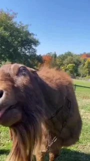 give me a kiss 🤣