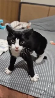 miaoooo