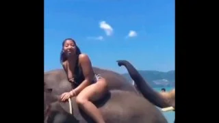When animals become uncontrollable and are captured on camera - Funniest Anim...