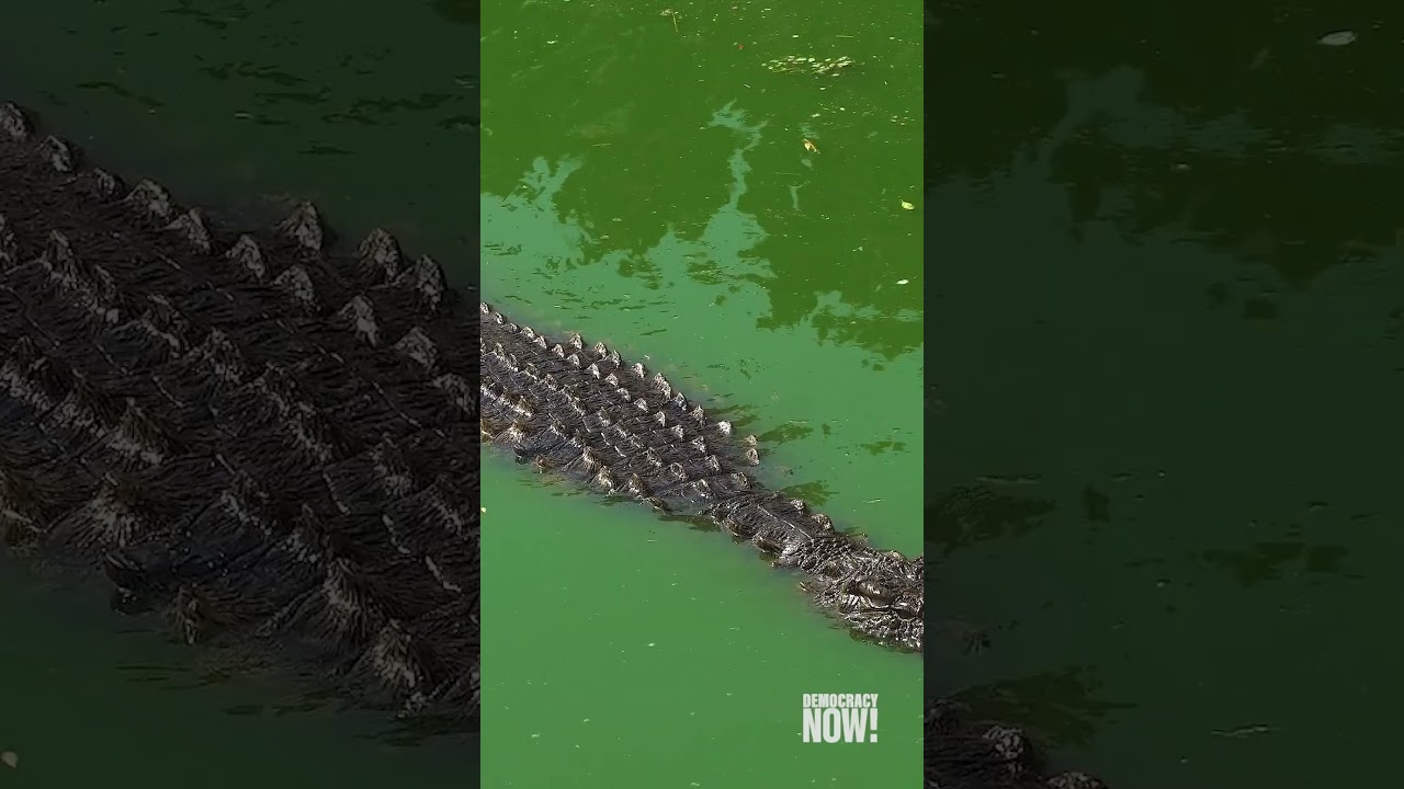 Israel's "Alligator Alcatraz"?