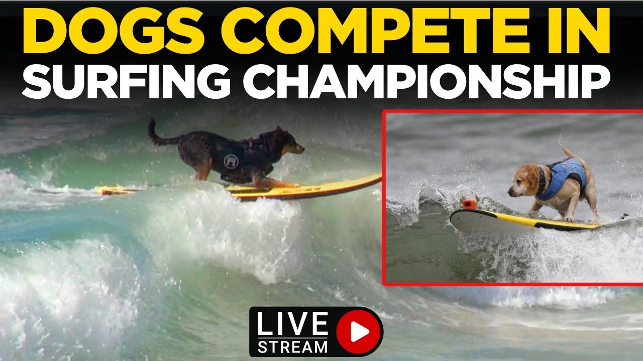 DOG SURFING CHAMPIONSHIP LIVE | World's Best Surfing Dogs Hang Ten in Pacific...