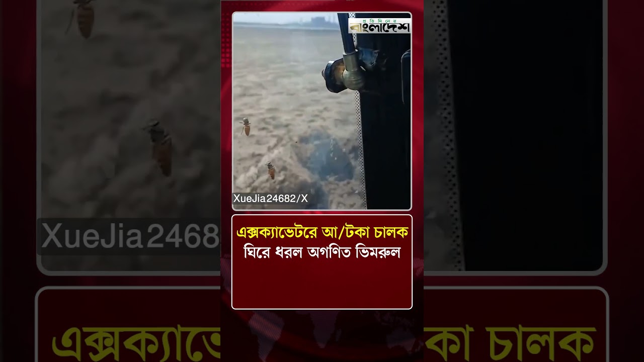 এক্সক্যাভেটরে আ/টকা চালক ঘিরে ধরল অগণিত ভিমরুল | News Update | Protidiner Bangladesh