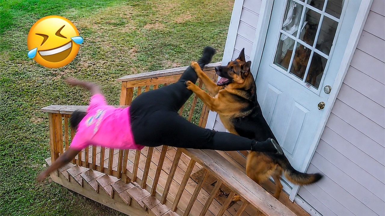 Funniest Dogs On The Internet Right Now 😂 Best Funny Animals 2026