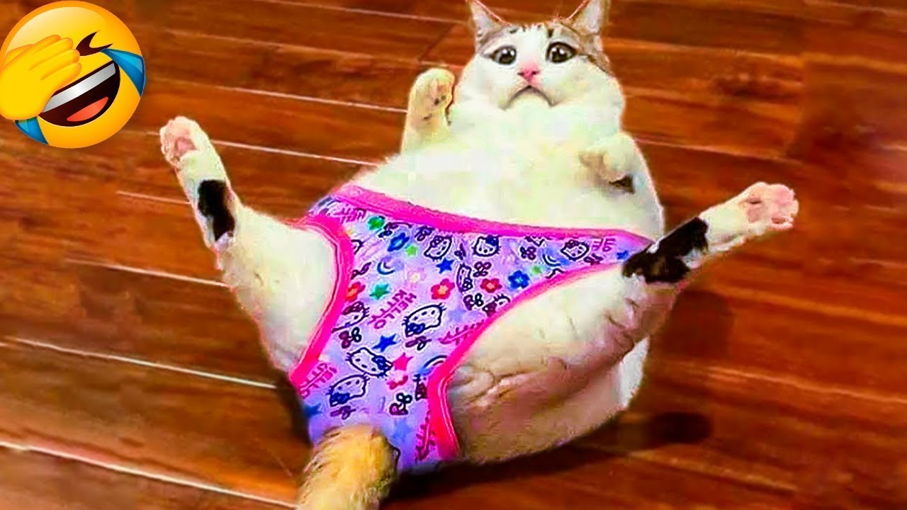 Try not to laugh at these funny cats and dogs 😂