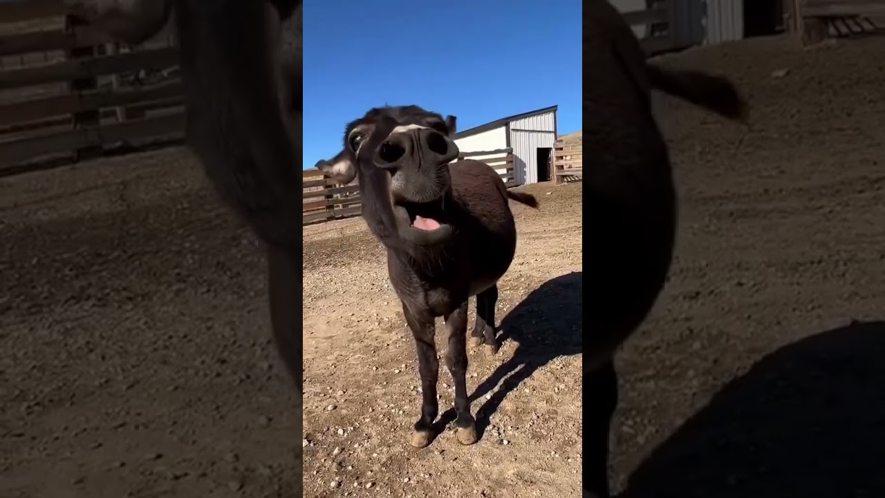 "Donkey falls on its back and starts laughing at itself! Funniest animal mome...