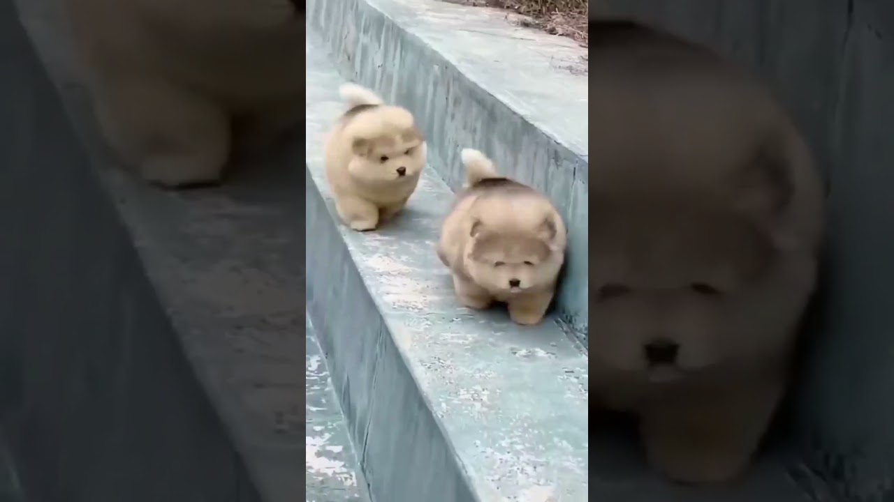 funny animal video 😂​ #shots #funny #animals #video