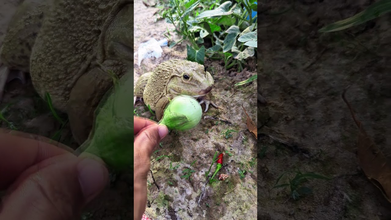 The laughter of frogs | surprise frog funny jump | animal funny video | tep l...