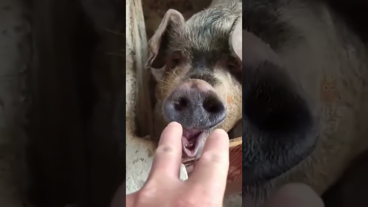 Funniest Animal Fails #viral #ylyl #animals #funnypets