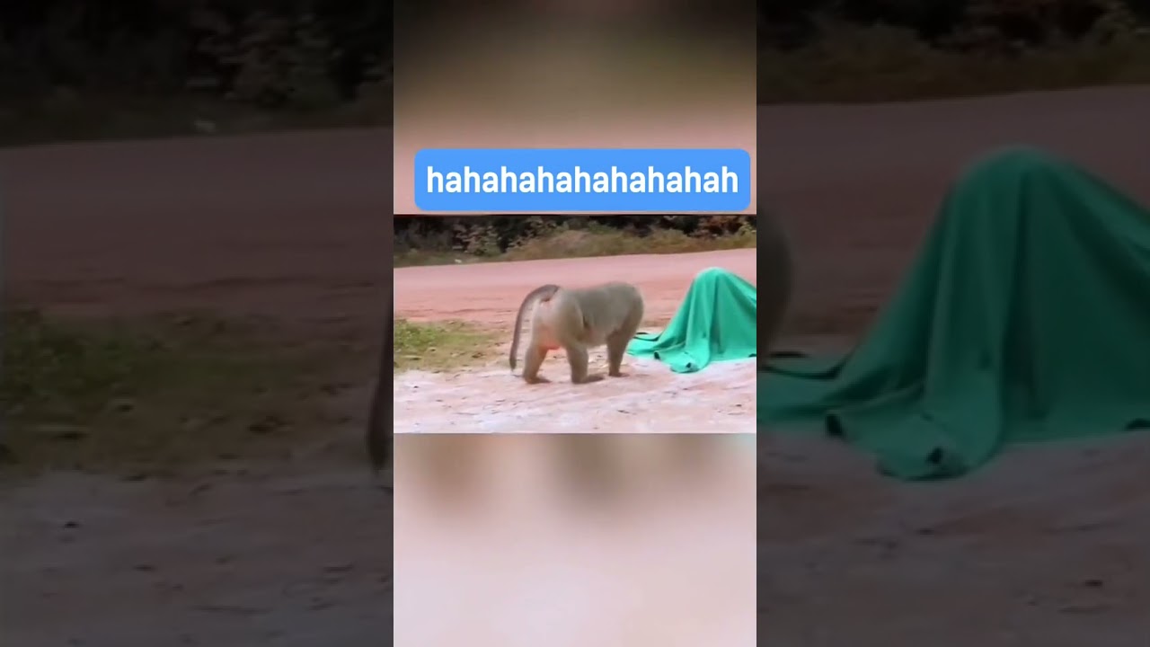 Fake Tiger Prank with Monkey 🐒🐅