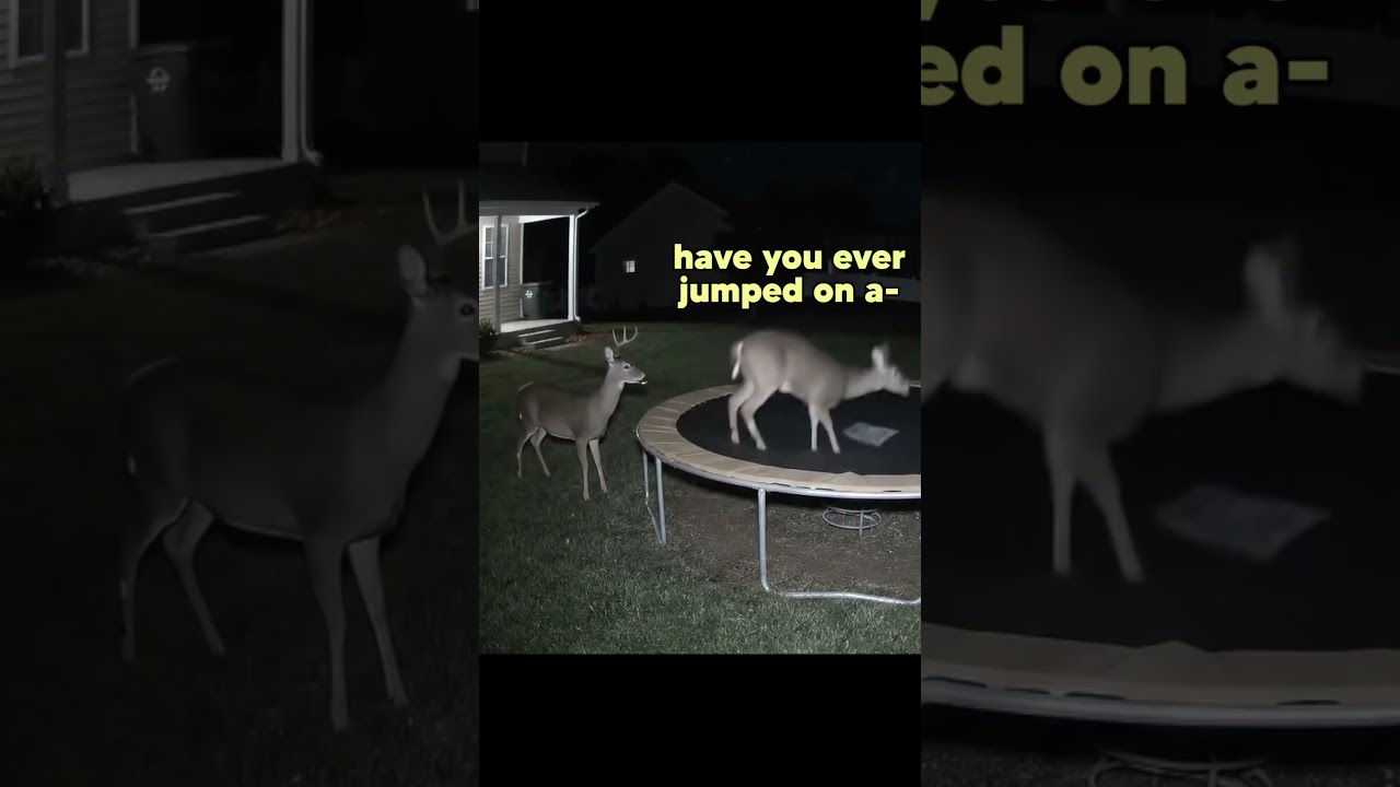 Deer vs. Trampoline