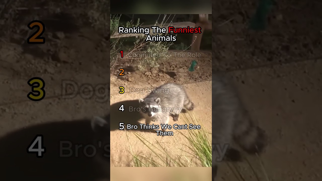 Ranking The Funniest Animals #ranking #funnyanimals #funny