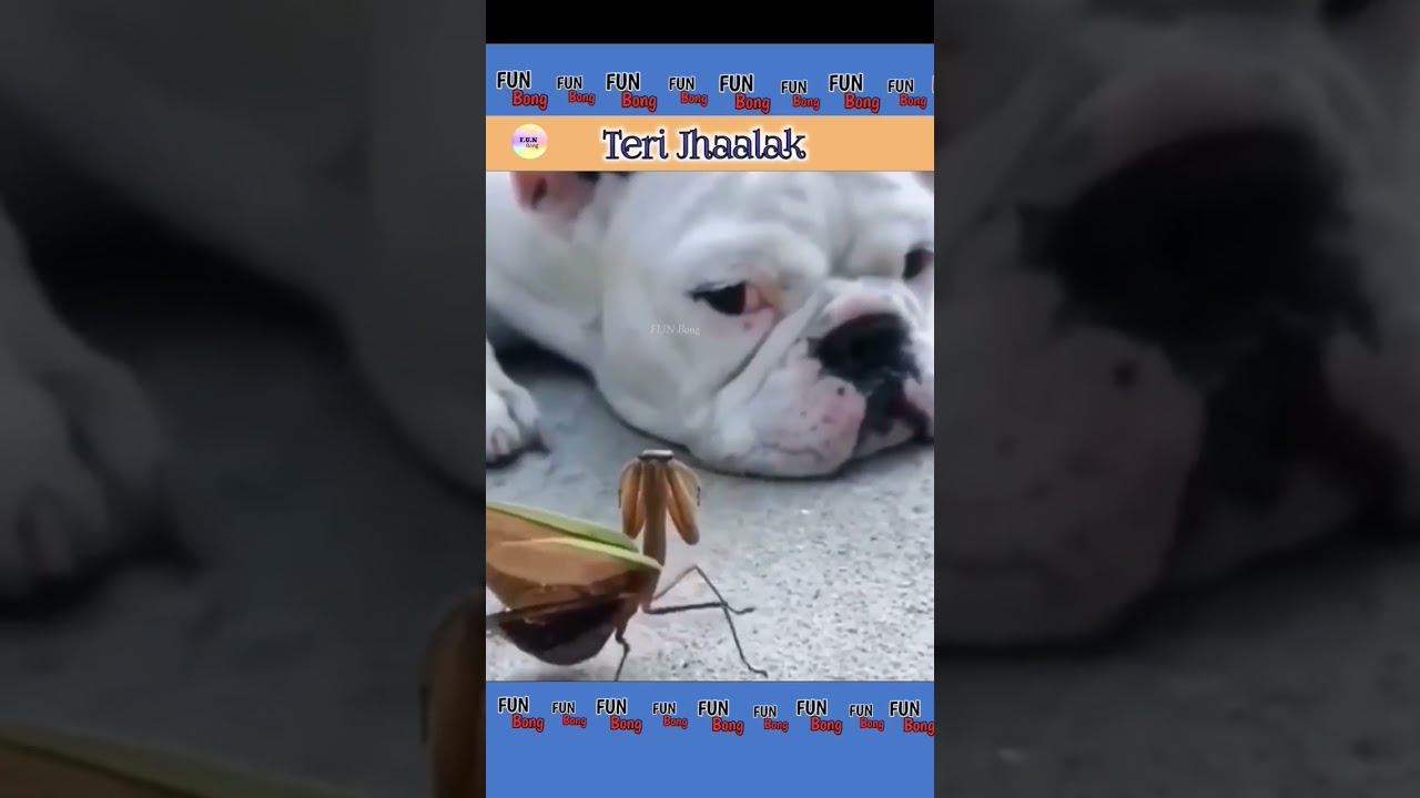 Hindi dubbed funny #animals #funnyanimals #comedy