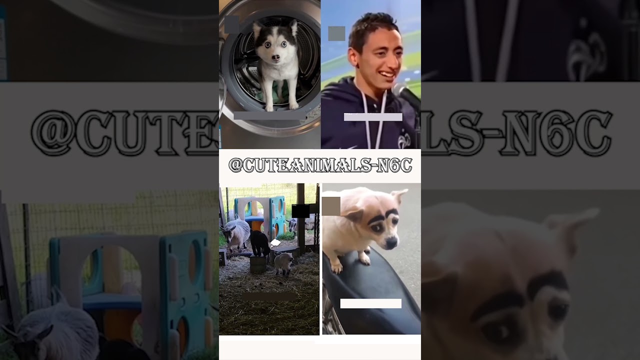 cute animals funny video trending shorts 🥰 #funnycomedyshort #cuteanimalsfunnyvideos #funnycomedys