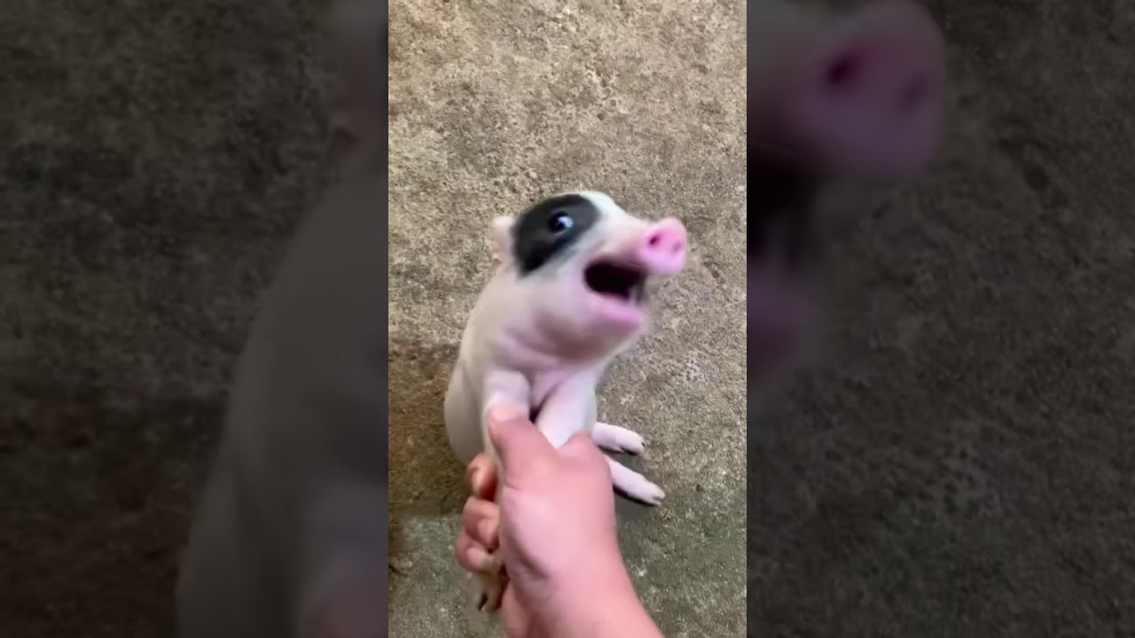 Funny pig 🐷 #funny #funnyvideo #cute #tiktok #usa