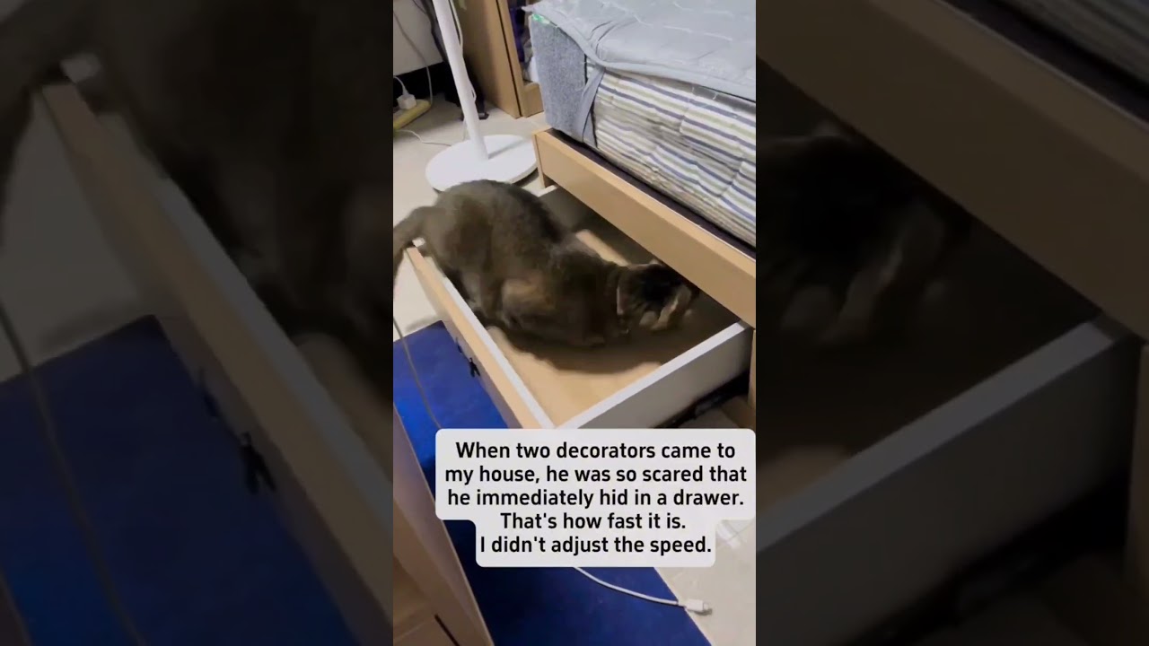 Funniest Cat Ever 🤣🤣🤣🤣🤣