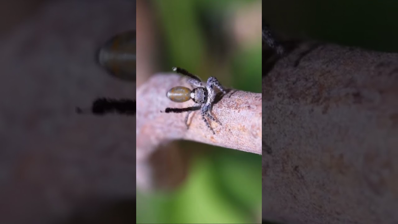 Beautiful spiders 😍