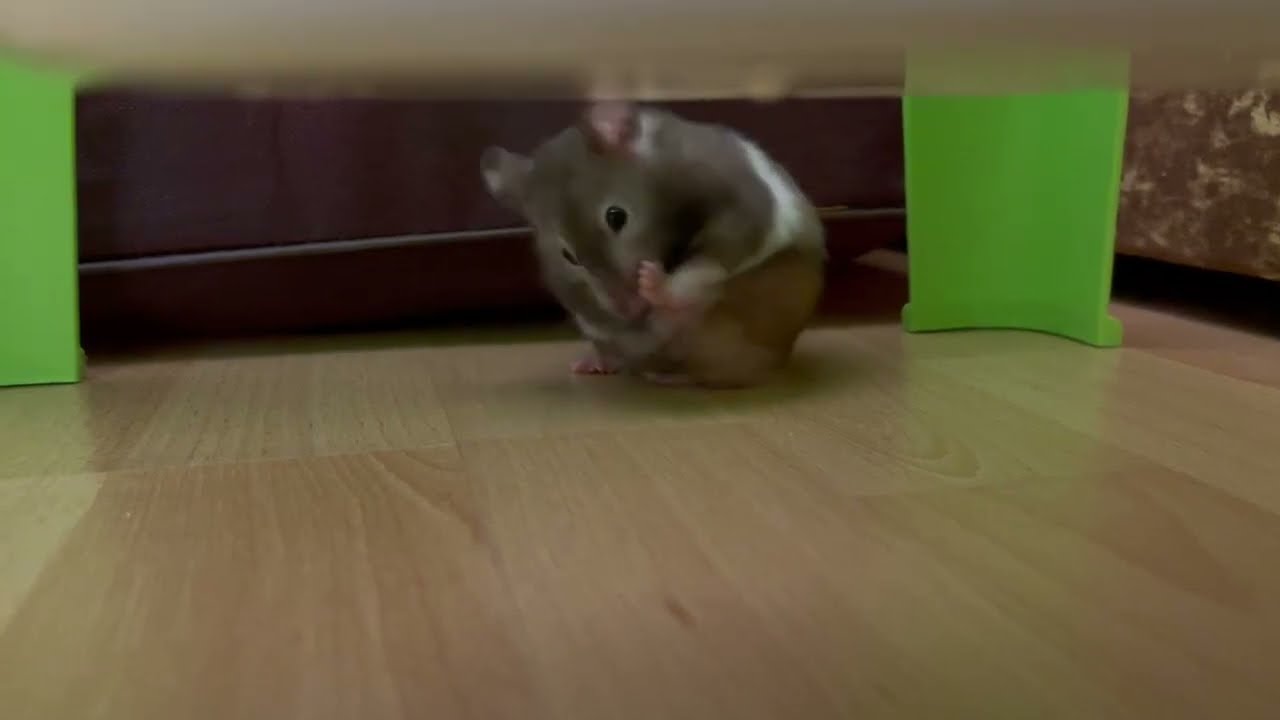 A Cute Hamster Washes