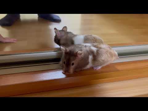 A cute hamster is waiting for a treat near the mirror
