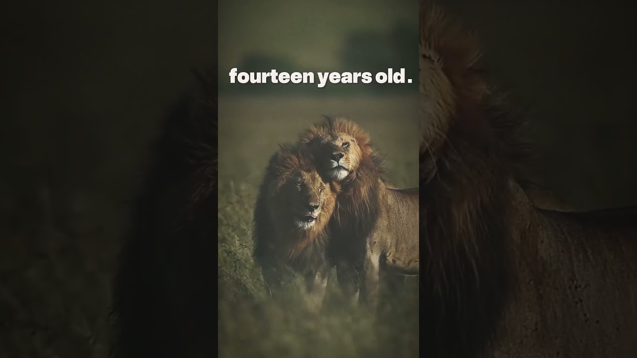 THE JOURNEY OF THE LION FROM BIRTH TO DEATH #viral #shorts #video #youtube