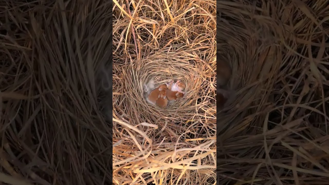 Adorable Baby Bunnies Snuggled in Their Cozy Nest 🐇✨