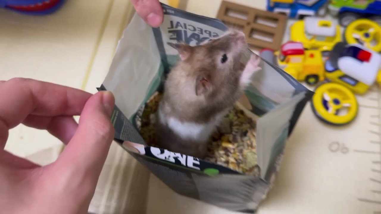 Cute hamster loves to eat a lot 😅