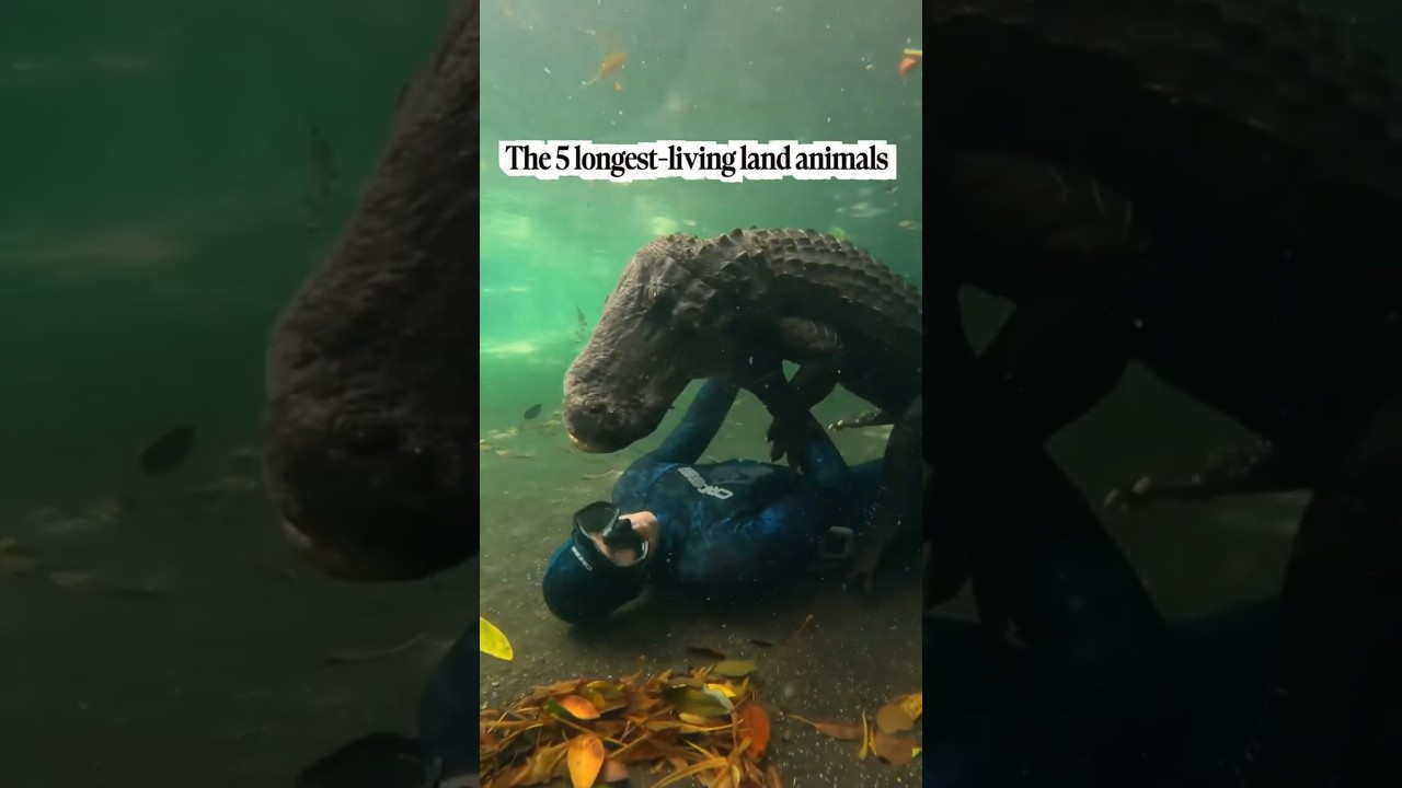 THE 5 LONGEST LIVING LAND ANIMALS #viral #shots #youtube #video #animals