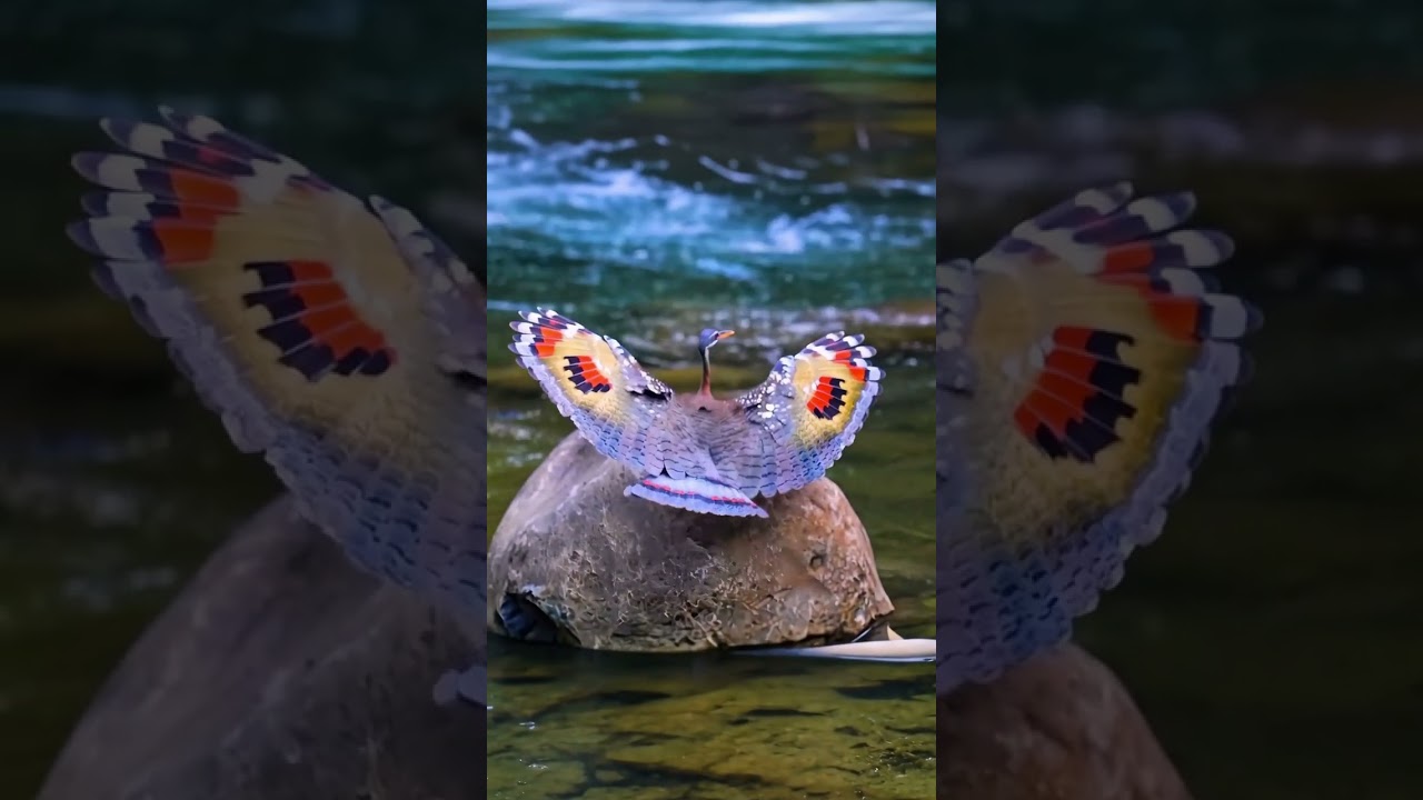 The Most Colorful Bird Showing Off Its Beauty!