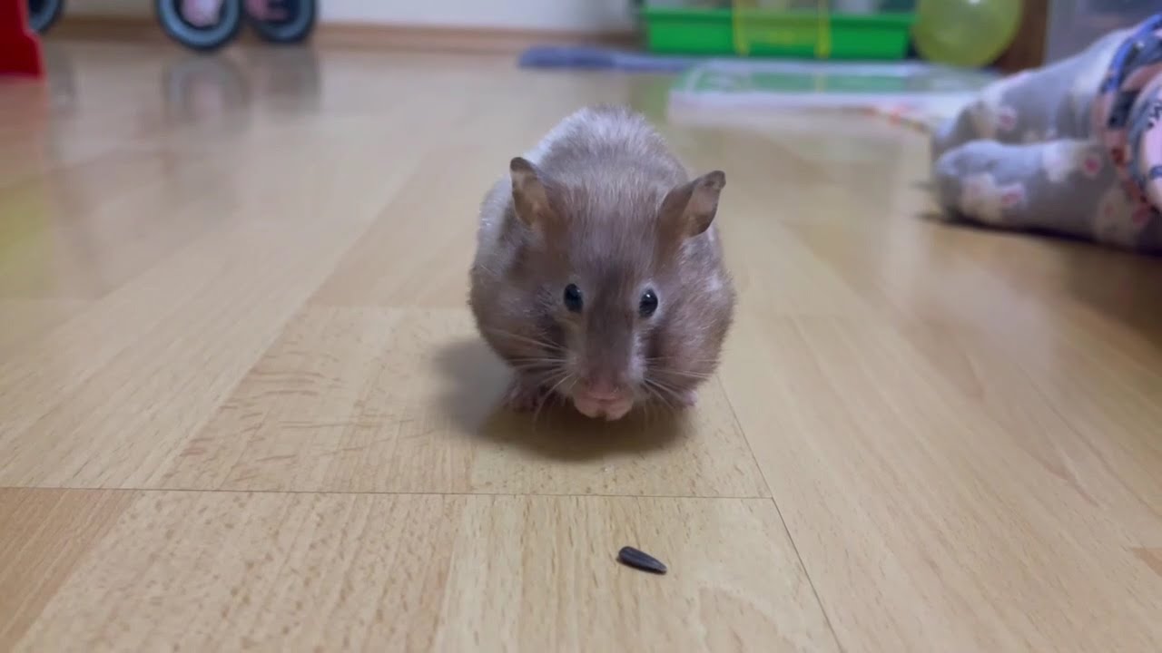 Funny hamster eats tasty treats