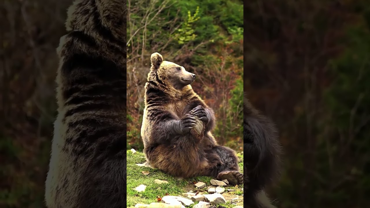 funny animal edit #viral #shots #youtube #video