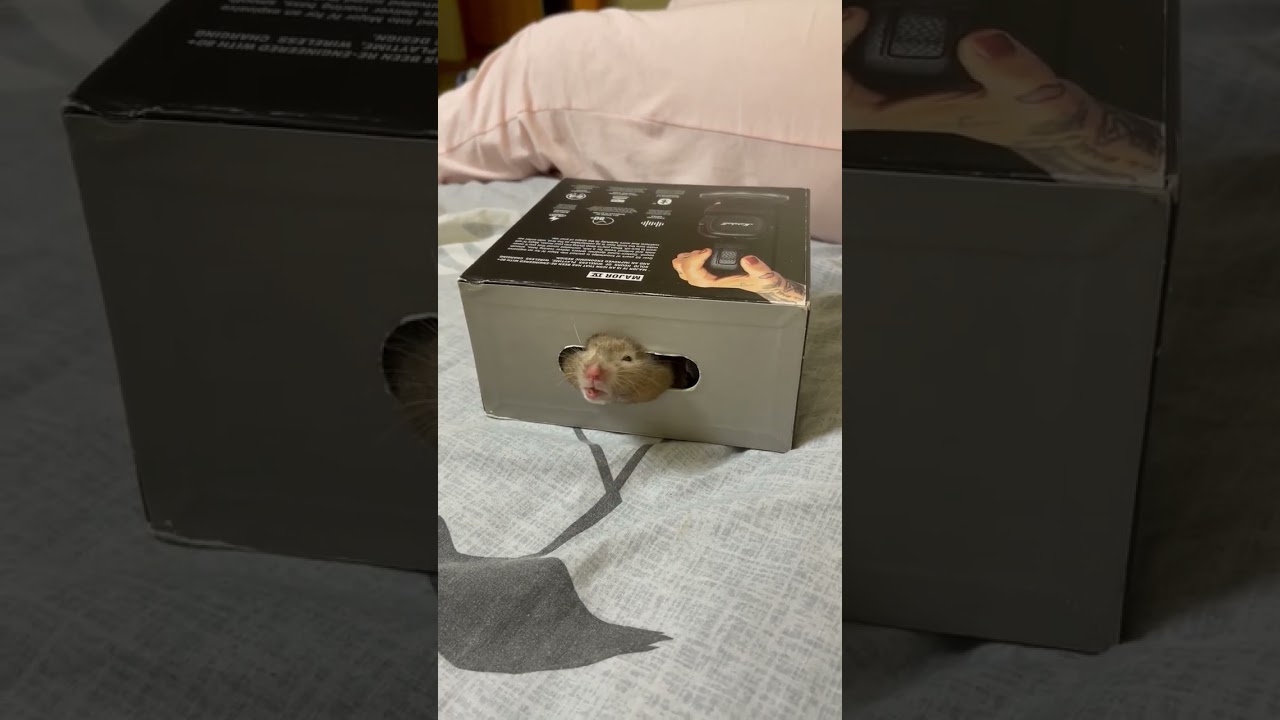 Funny hamster
