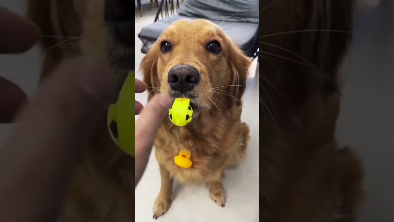 top funny video here 2021 #top #funny #viral #animals #super #foryou #fun #fail