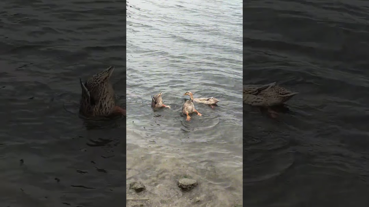A Duck Dives to Catch Its Meal