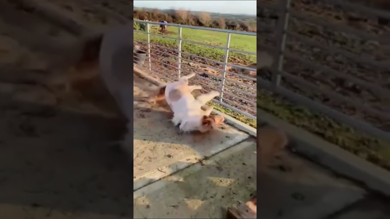 funny animal video #shots #funny #animals #video