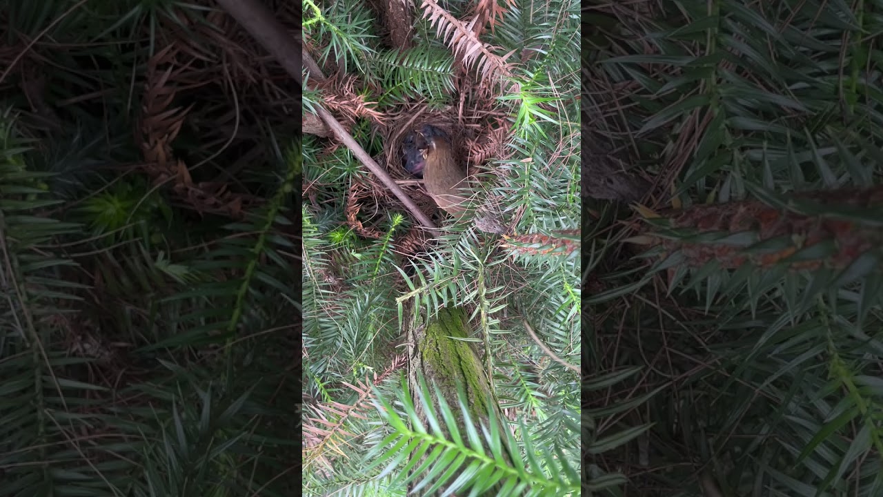 A Bird Feeding Its Chicks