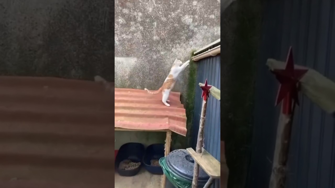funny moments of cats 😂🐈 #shots #funny #animals #video #cat