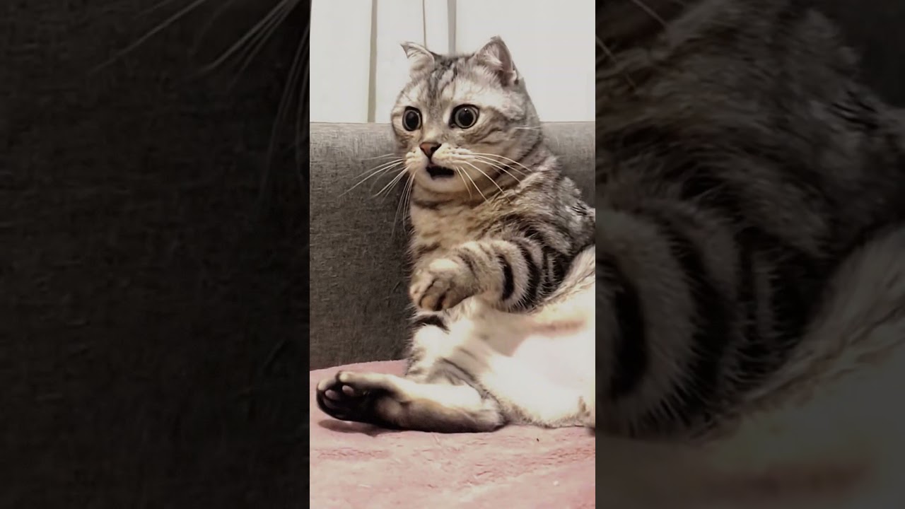 sad cat video #video #shorts #sad #cat