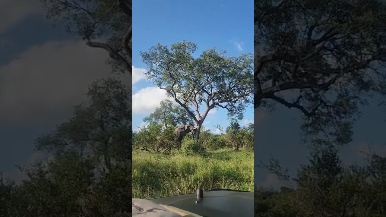 Does nature benefit from what the elephant did 🤔