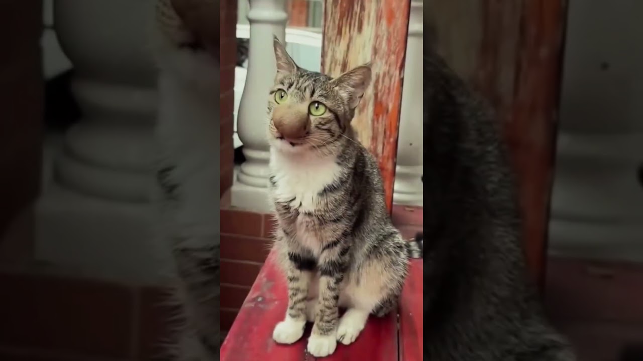 funny animal video 😂​ #shots  #funny  #animals  #video