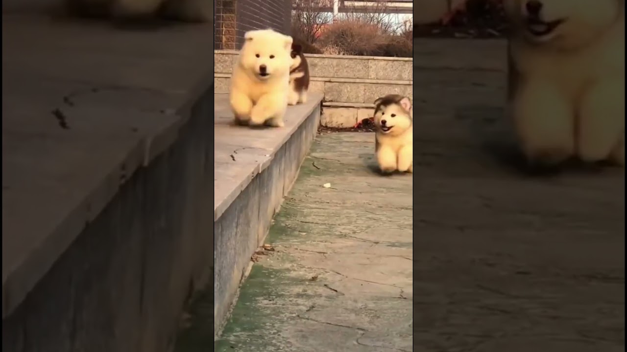 cute funny dog 😂​🐕‍🦺 #shots #video #funny #cute #dog