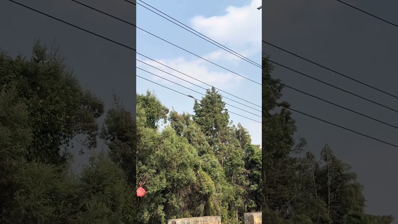Squirrel's Daring Leap: From Power Lines to Trees 🐿️🐿️