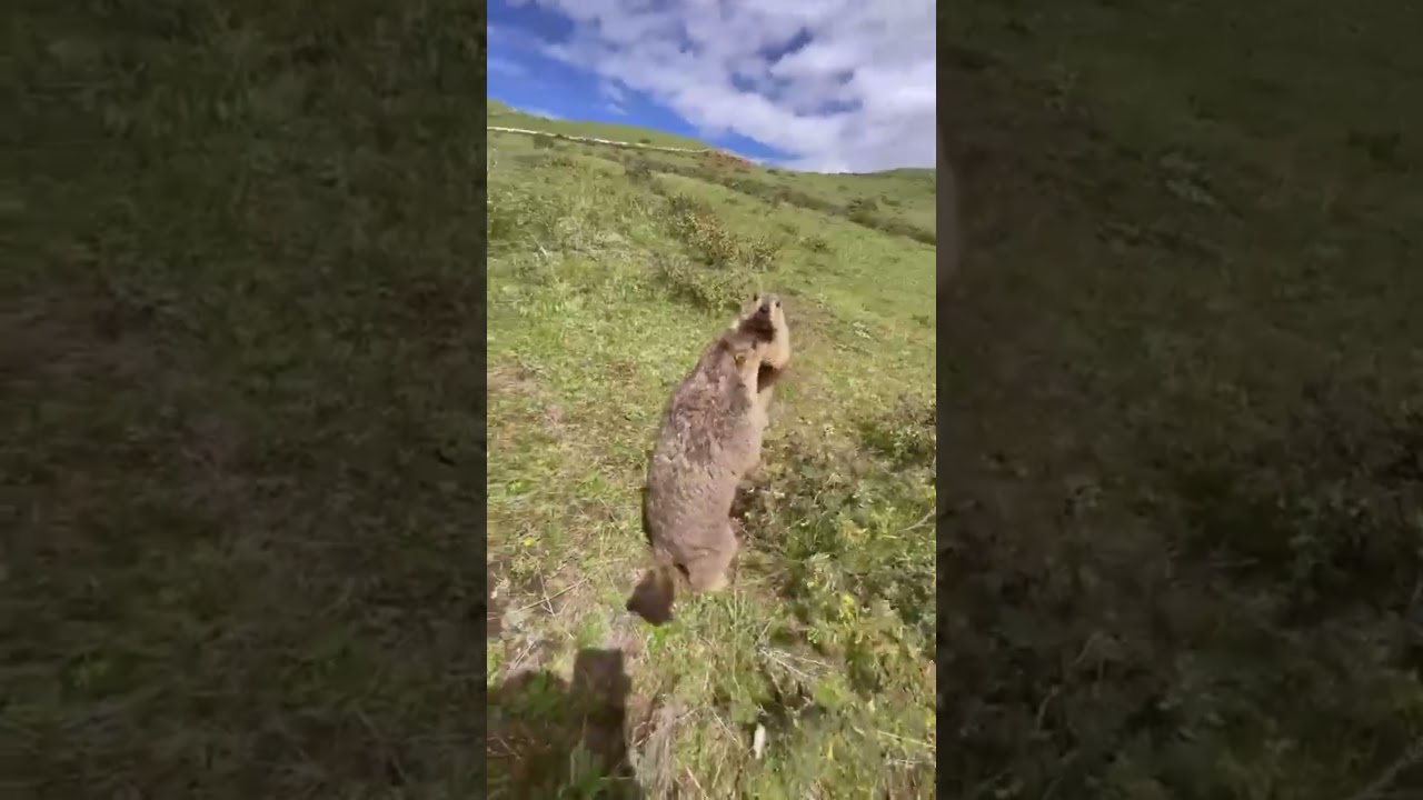 funny animal compilation #funny #funnyanimal #funnyvideo #funnyshorts #foryou #fyp #animals