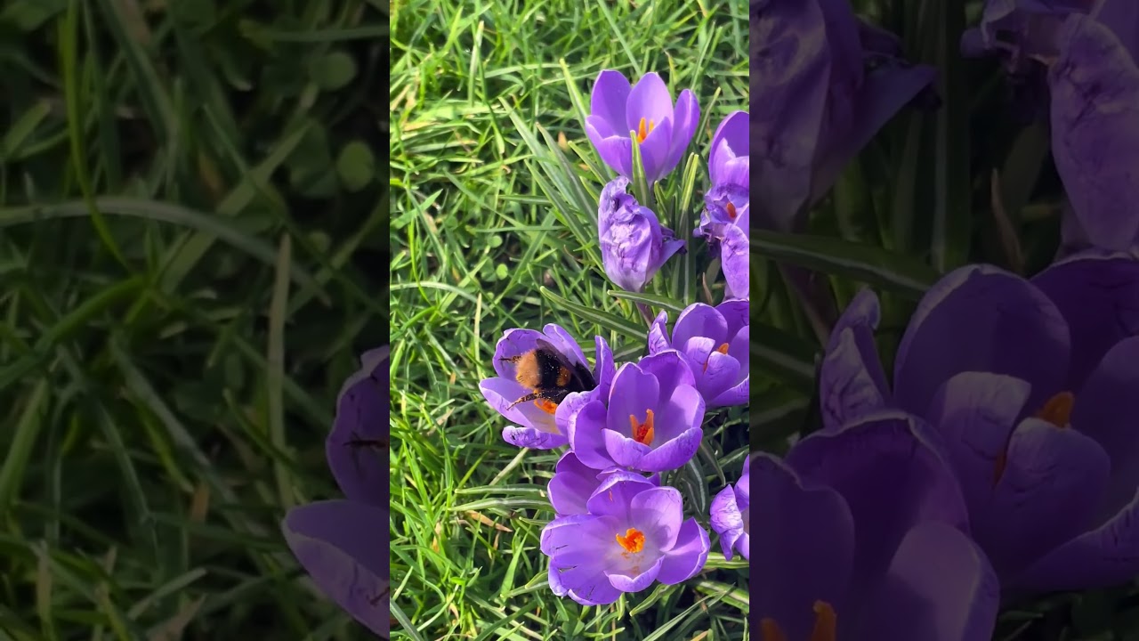 A Bee Hovering Over Flowers