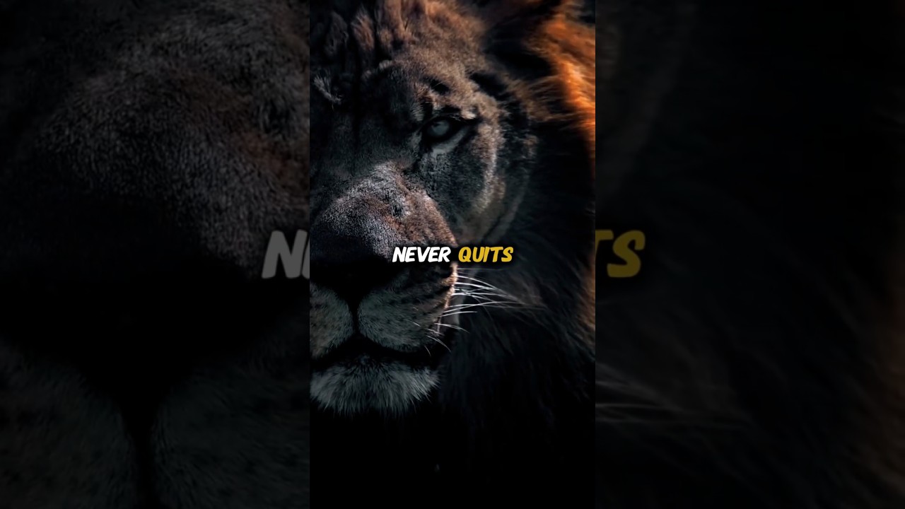 never give up 🦁​💪🏽​ #lion #motivation #animals #yotube #shots #video