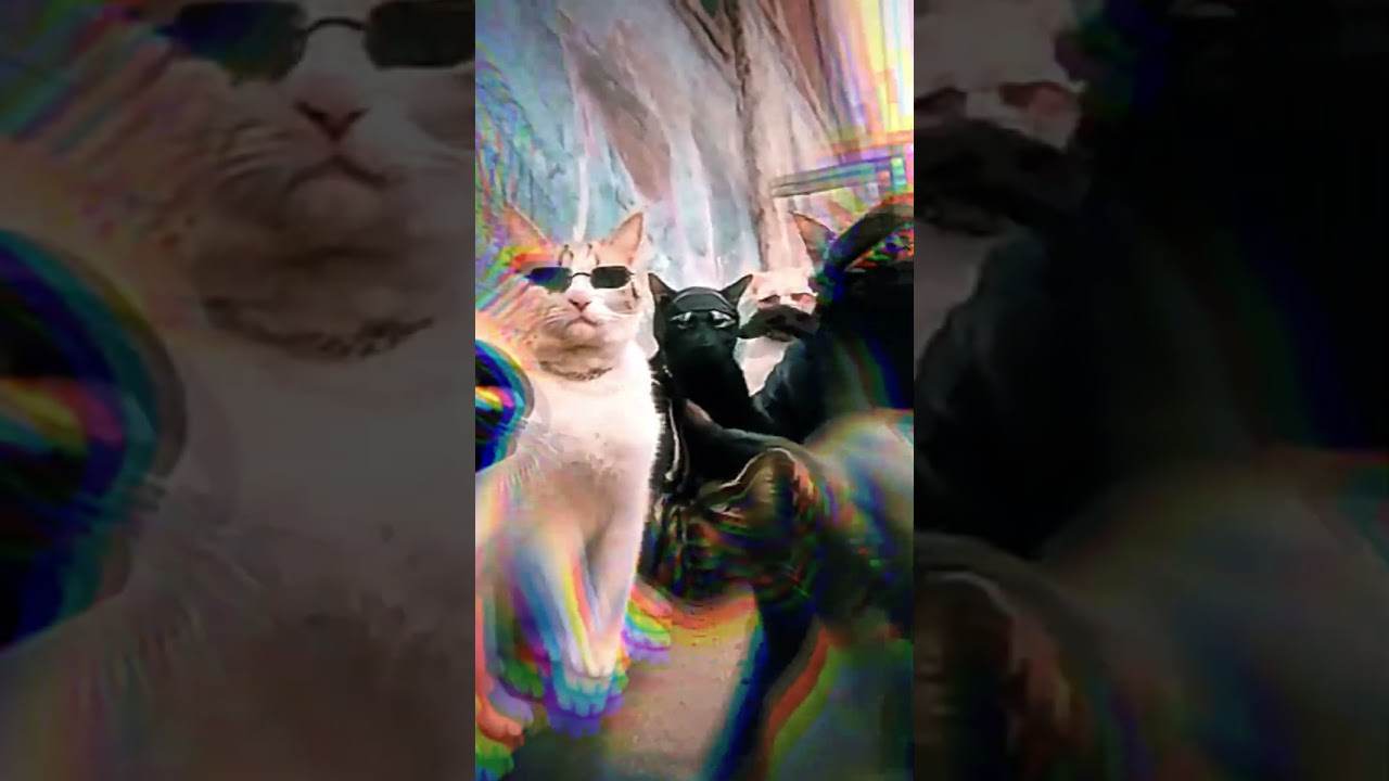MAFIA CAT VIDEO 💀 #video #animals #cat #mafia #shorts #trending