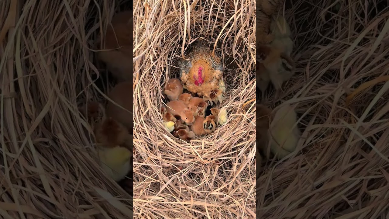 It Looks Like the Baby Rabbits Found Warmth in the Chicken’s Nest