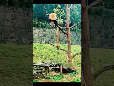 funny animals 2022 #funny #animals #dog #cat #home #tiktok #foryou #viral #2022