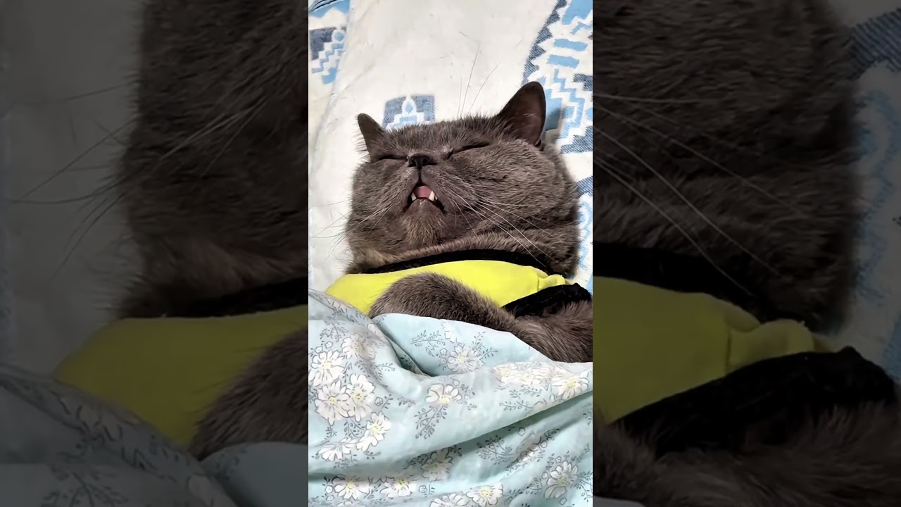 sleeping cat 🐈‍⬛​🥰​ #shots #funny #animals #video #sleeping #cat