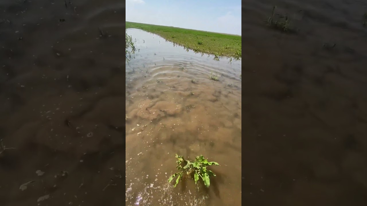 Fish Trying to Escape, But There’s No Way Out!