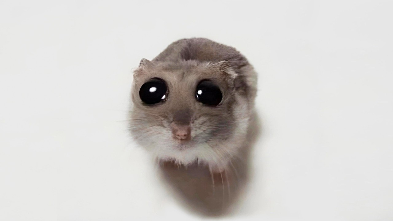 Funny Hamsters Videos | Cute and Funny Moments of the Animals Part 3